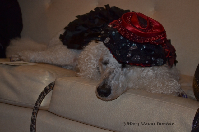 After a long weekend of fun and excitement, even the best dressed poodle can be tired.