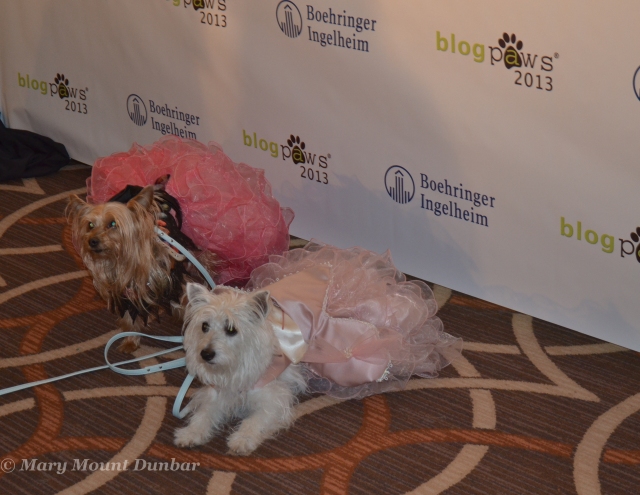 Some dogs got dressed up for the red carpet.