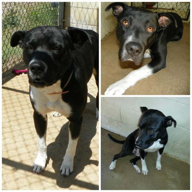Duke is a Great Dane mix at the Henderson Animal Control.