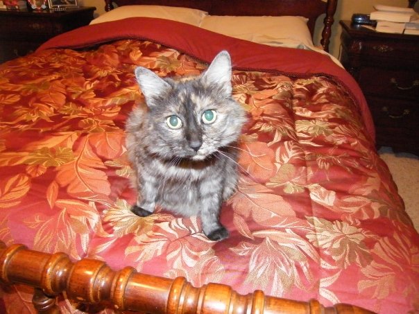 Spike the kitty on the bed